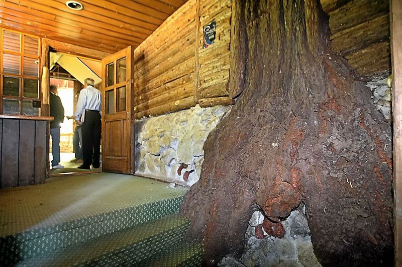 Bridges Over a Living Creek