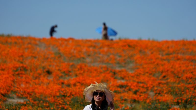 The Poppy Protection Surprise