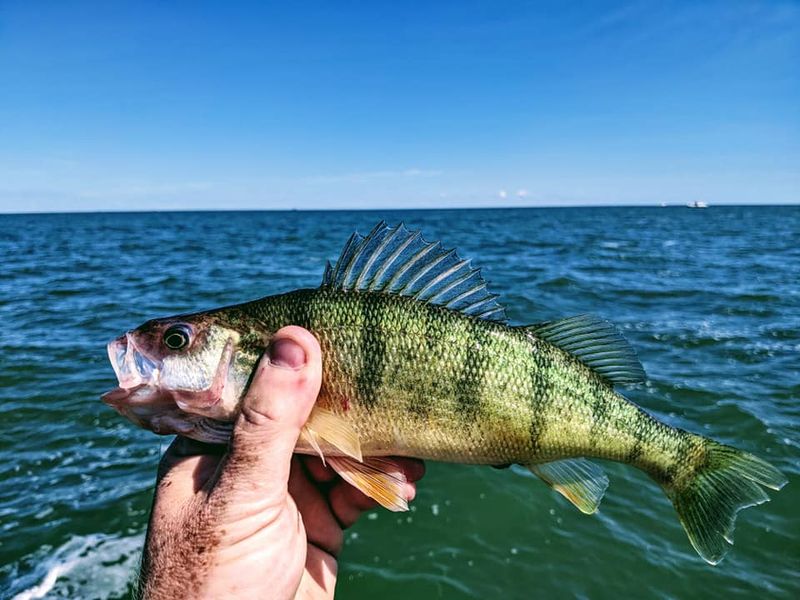 Getting a Fish Drunk Is Technically Illegal