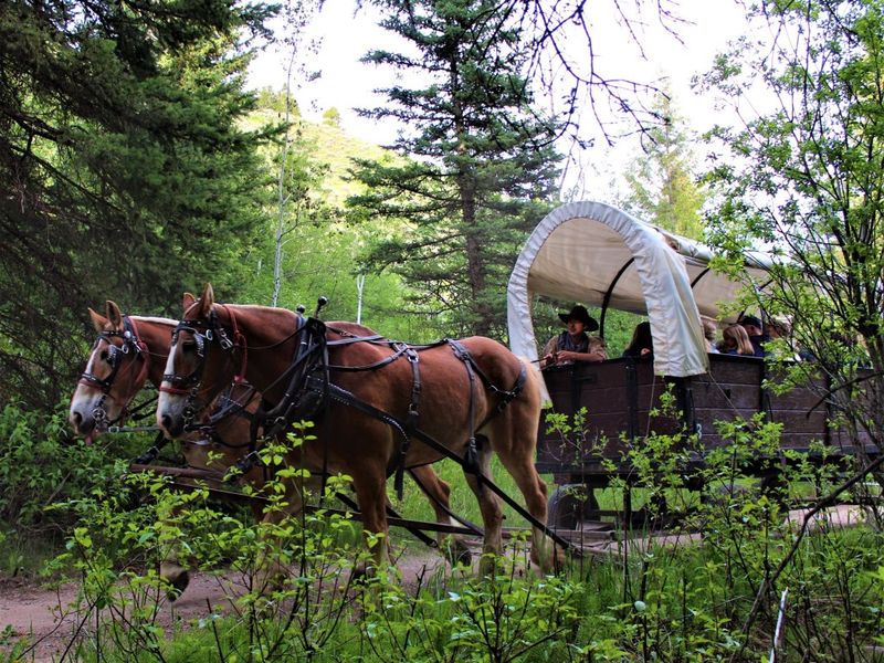 A wagon ride into the wild