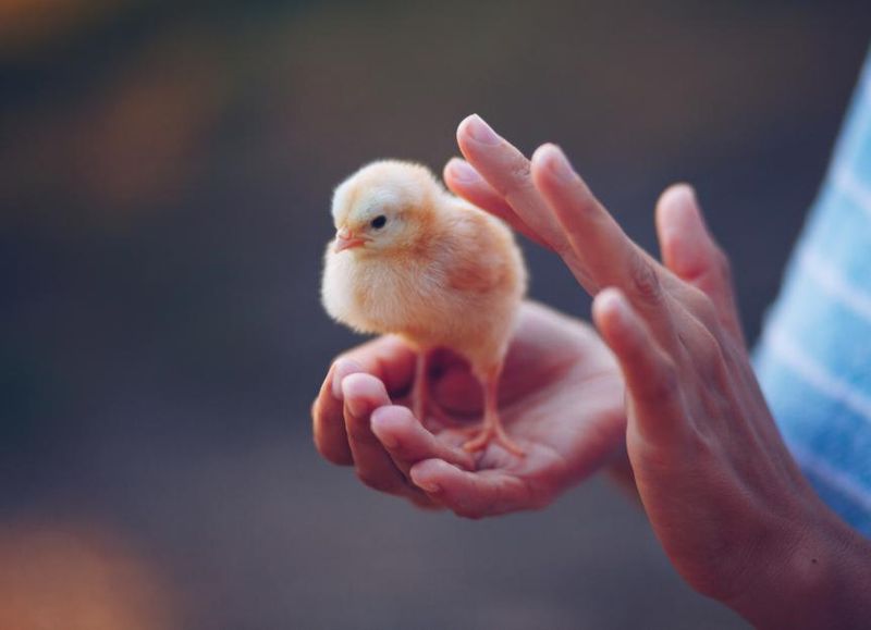 Displaying Colored Chickens for Sale Is Forbidden