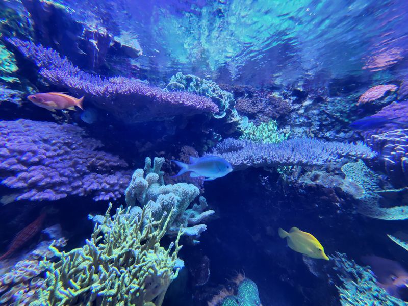 Coral Reefs and Seahorses