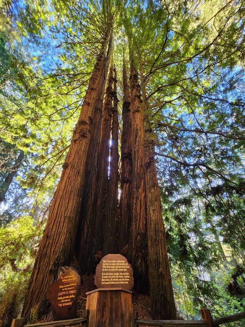 Cathedral Tree and Special Gatherings