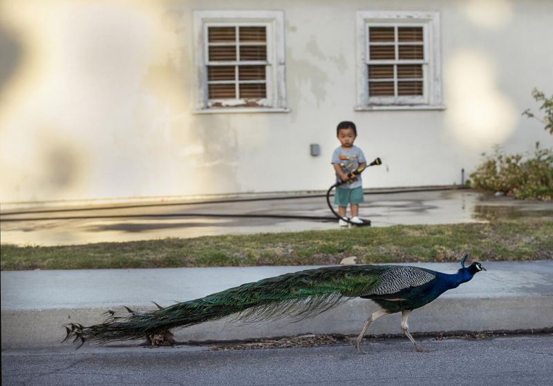 A Community That Treats Peafowl as Longtime Residents