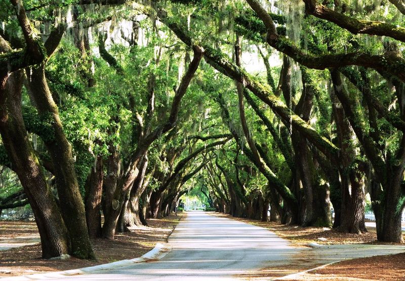 The Live Oak Canopy
