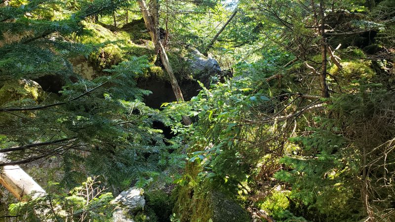 Ice Gulch Town Forest