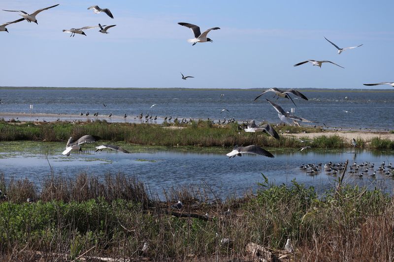 Birdlife and Marsh Light
