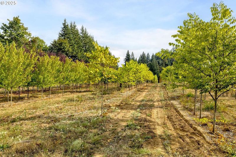 Tree Nurseries and Agriculture Focus