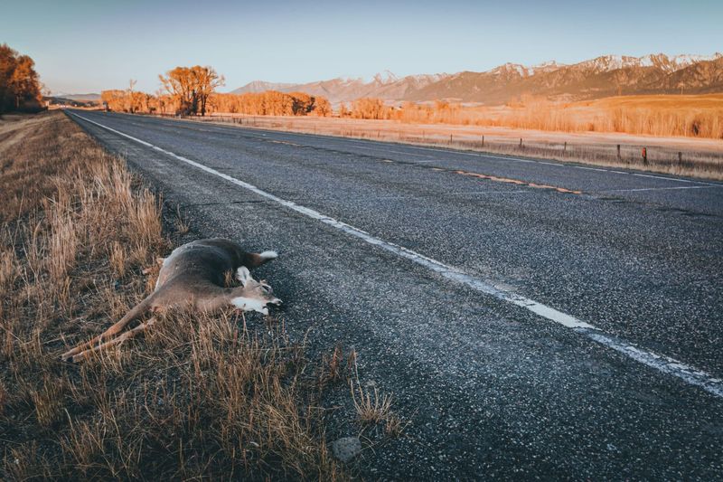 It's Legal to Take Roadkill