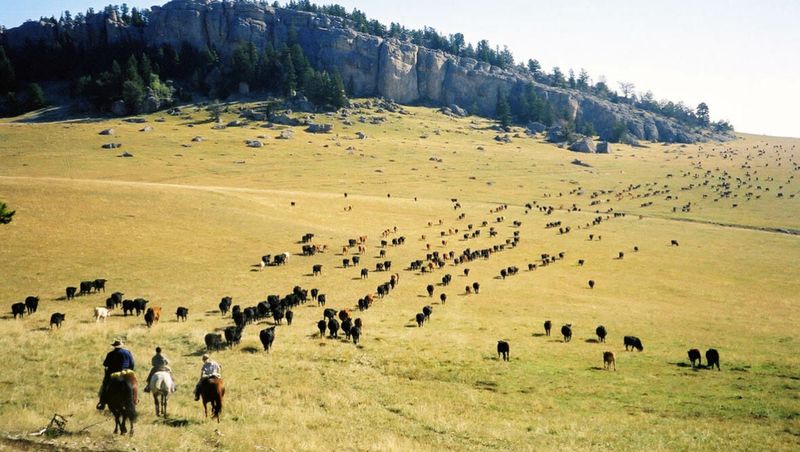 Join a Cattle Drive