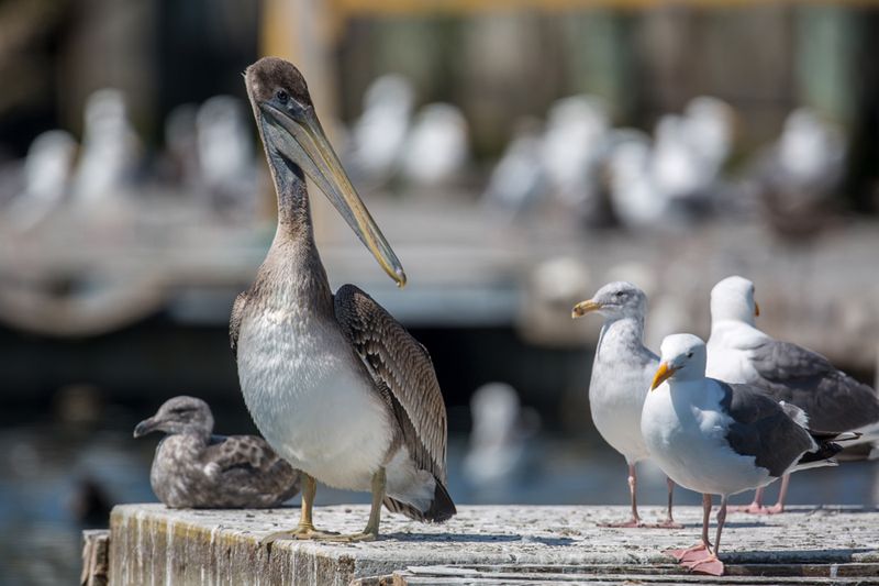 Bandon Marsh National Wildlife Refuge