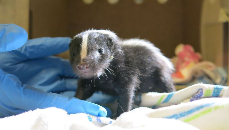 Keeping Skunks as Pets