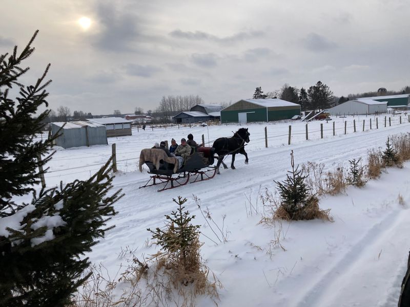Ontario’s Forest Edges Creating Peaceful Winter Paths