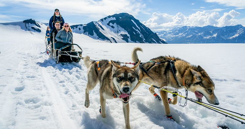 Dog Sledding on a Glacier
