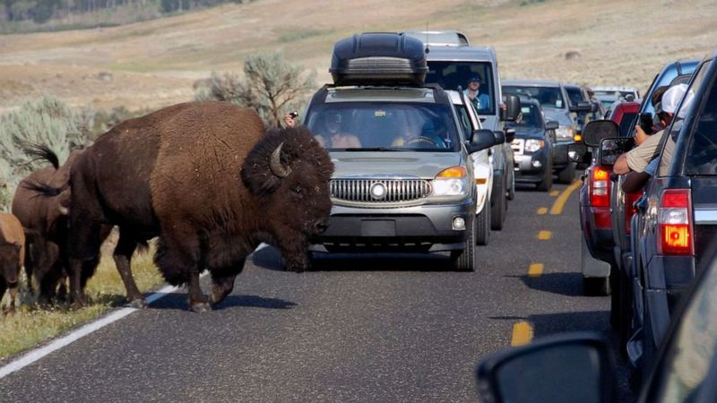 Bison Become Dangerously Aggressive Toward Humans