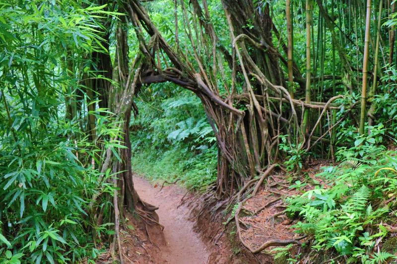 Lush rainforest atmosphere