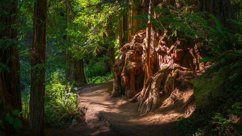 The Tourist Mistake Happening in California’s Forests