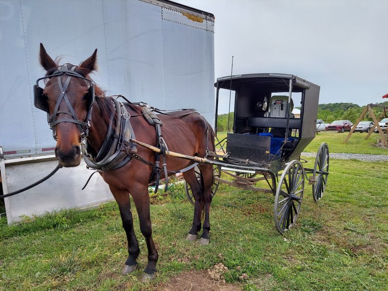 Horse-Drawn Buggies on Scenic Country Roads