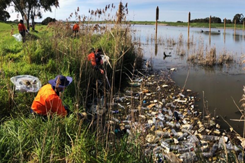 How Litter Impacts Wetland Ecosystems