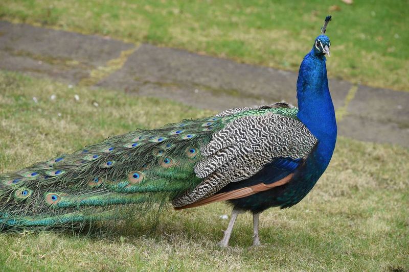 How the Right of Way Tradition Became Part of Local Policy