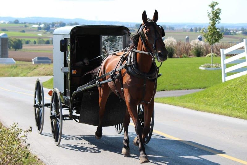 Sharing the Road With Horse Drawn Buggies