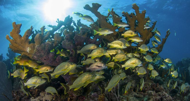 The Environmental Cost of Feeding Sharks