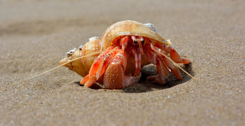 Protecting Endangered Marine Species