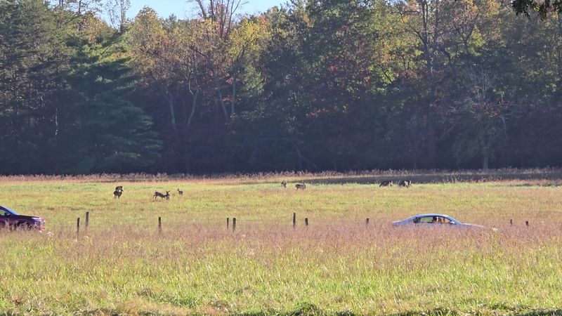 How Cades Cove Keeps Its Peace While the World Speeds Up