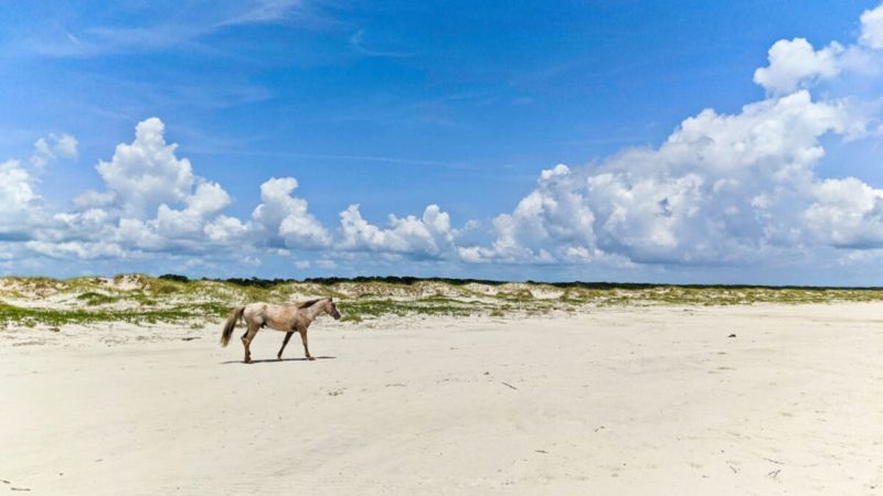 Cumberland Island’s Untouched Beaches Nearby