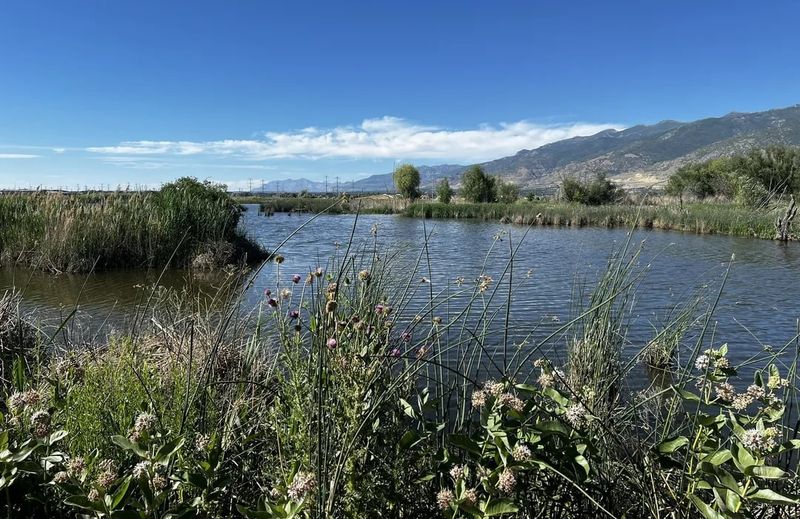 Reservoirs, Parks, and Unexpected Silence