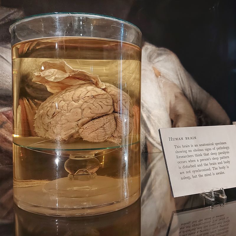 What Makes the Mütter Museum One of Pennsylvania’s Most Unforgettable Stops