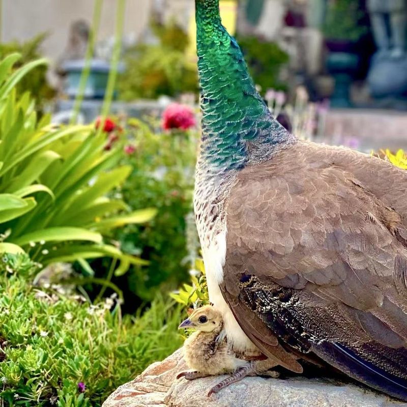 How Arcadia Balances Tradition With Modern Living