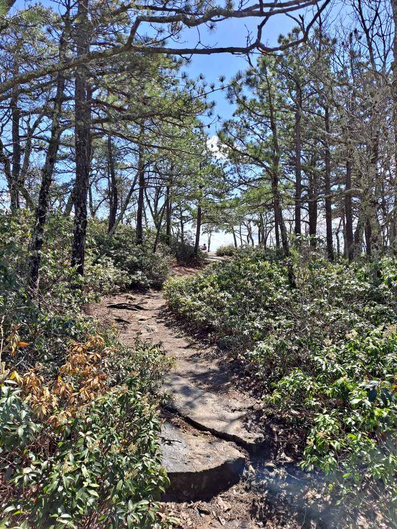 Forest Paths That Make Everyone Slow Down in the Best Way
