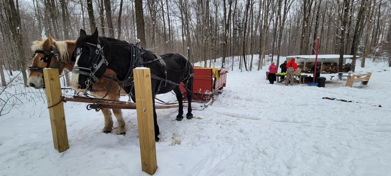 Why Horse Drawn Travel Feels Especially Magical in Wisconsin Winter