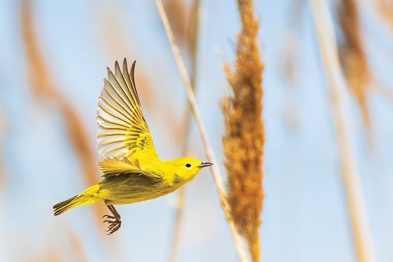Throwing Rocks at Birds Is Against the Law