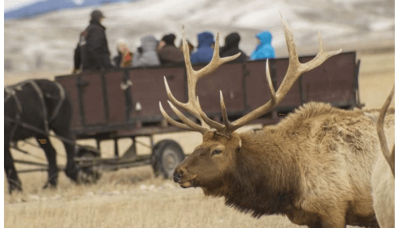 The National Elk Refuge Experience
