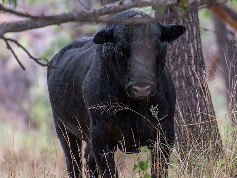 Public Intoxication With Livestock Can Lead to Charges
