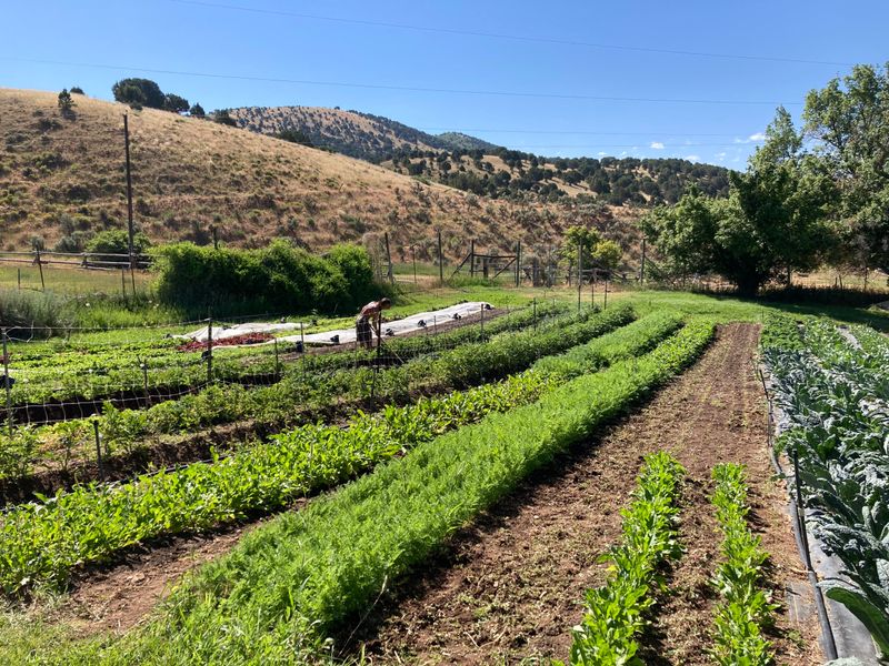 Community-Supported Agriculture Networks