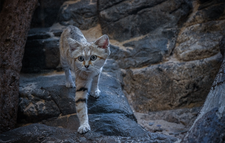 Meet a nocturnal Sand Cat at the Bronx Zoo's new World of Darkness habitat. Photo c. WCS