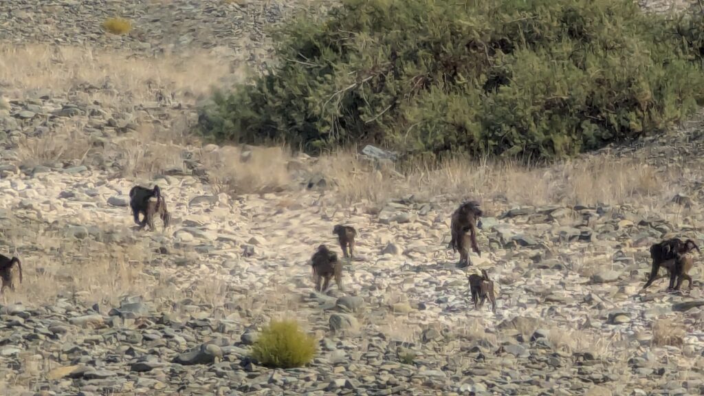 Baboons, warthogs and eland share the road on a South Africa road trip.