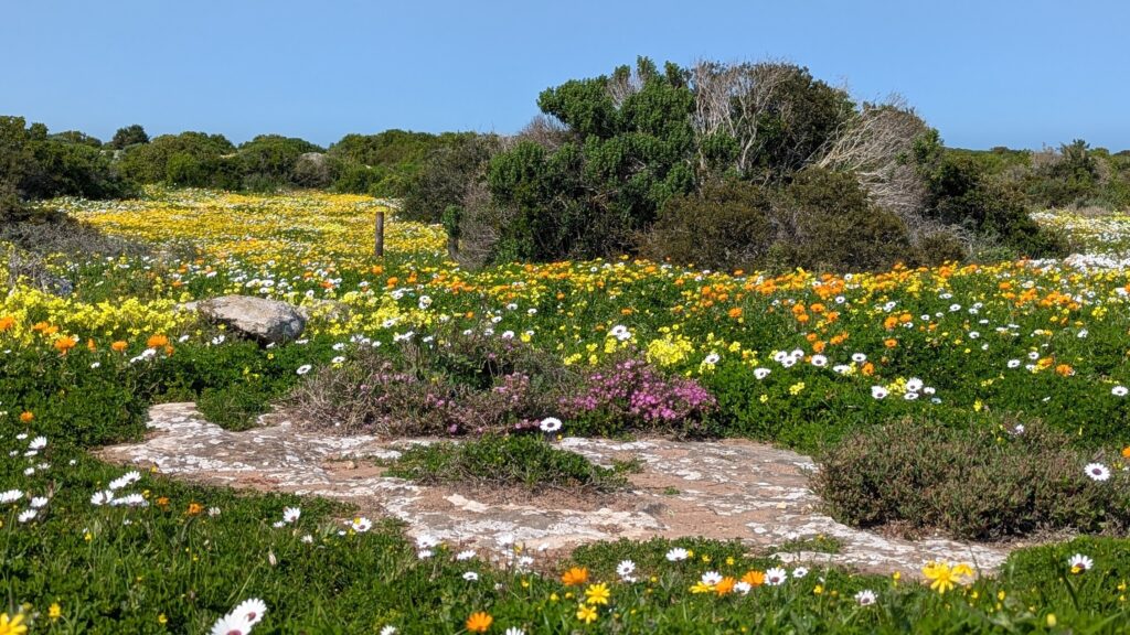 The fynbos biome is South Africa's unique terrain for succulents and enormous flowers.