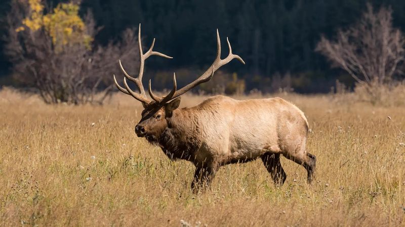 The Hot Springs Angle, Why It Makes It Worse