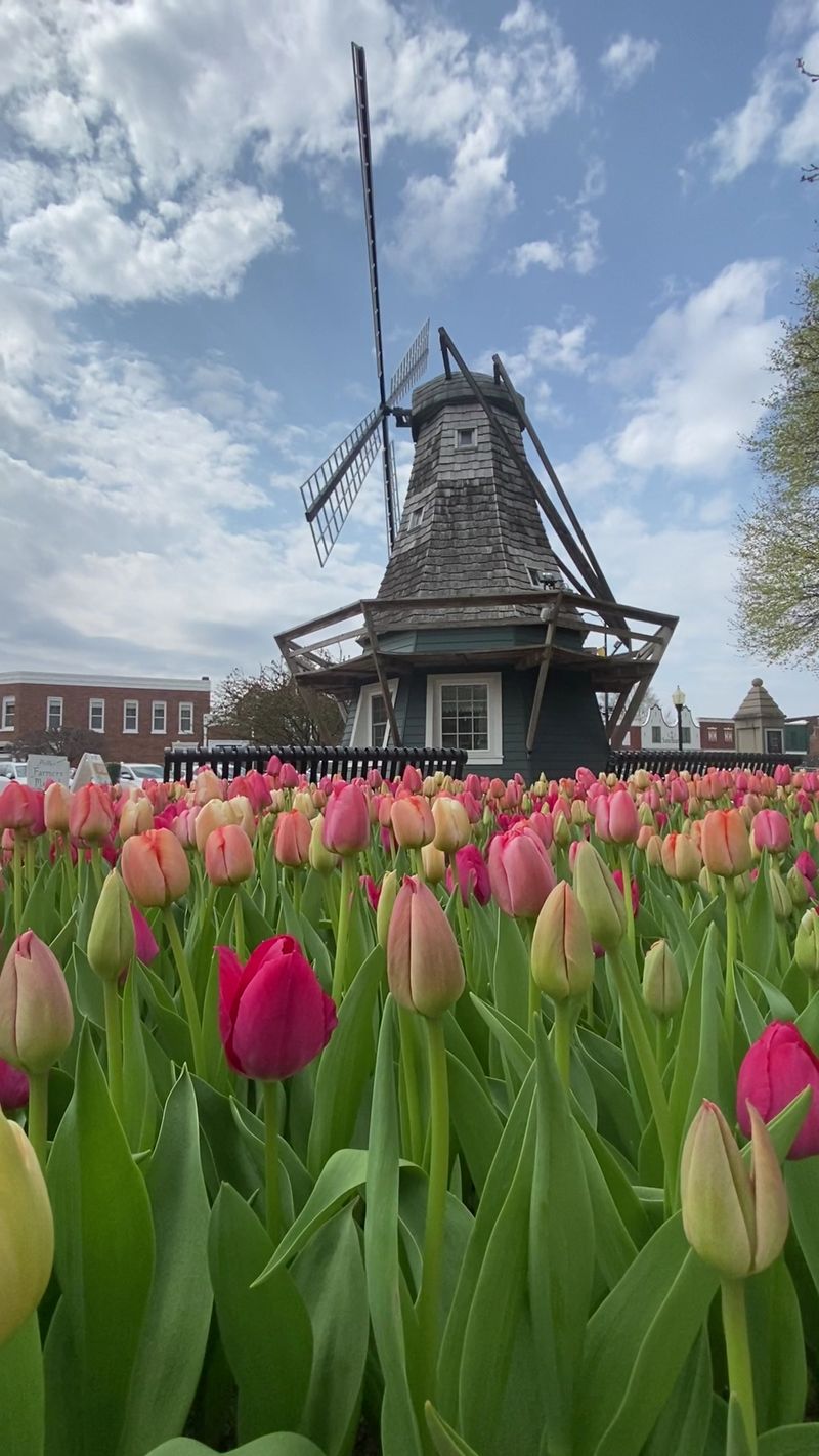 Pella Tulip Time Festival