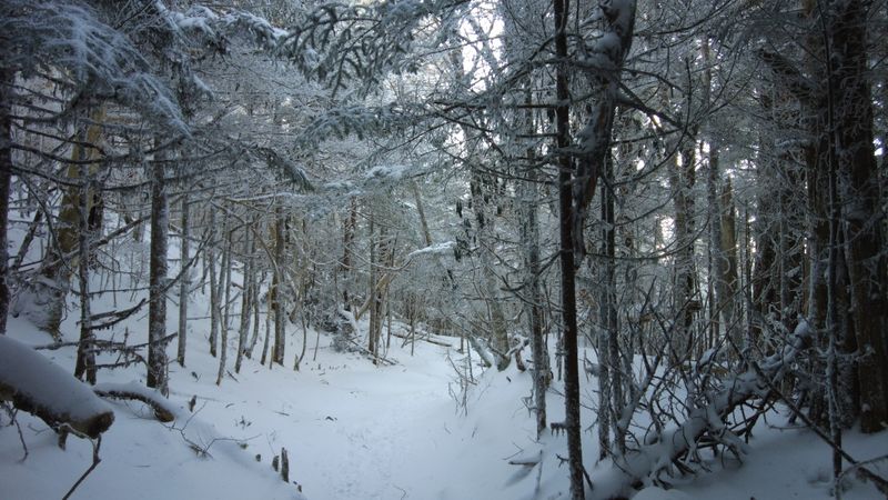 Roan Mountain Balds, Appalachian Trail Access