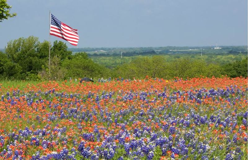 Picking Bluebonnets Is Illegal (Myth)