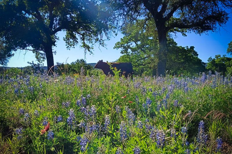 Willow City Loop Wildflower Vista