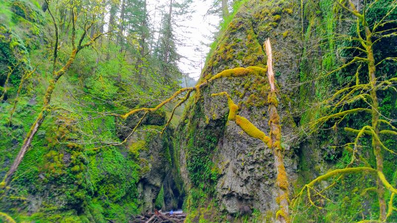 A Forest Surrounding the Gorge That Feels Primeval