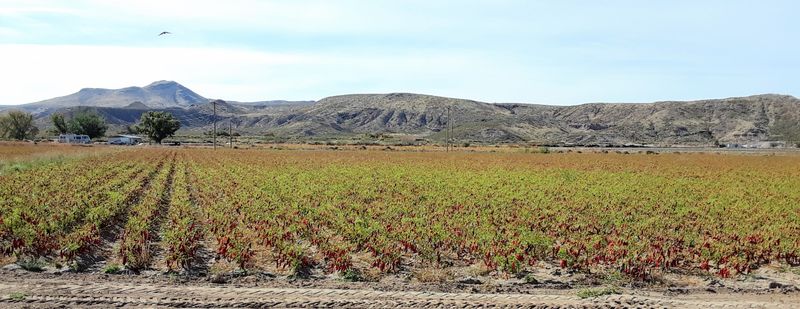 Farms That Anchor the Community’s Identity
