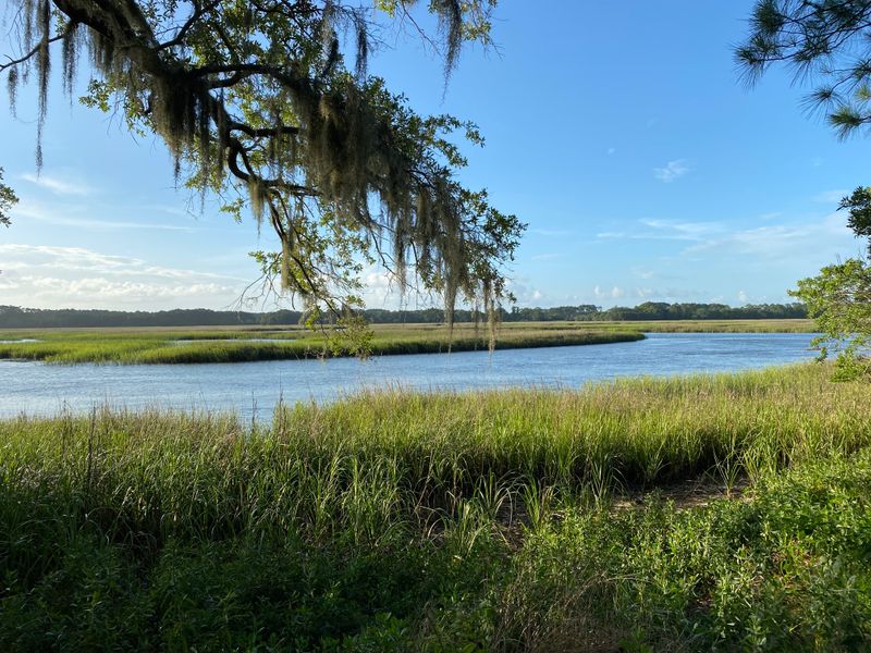 A Marsh Network That Defines the Local Pace