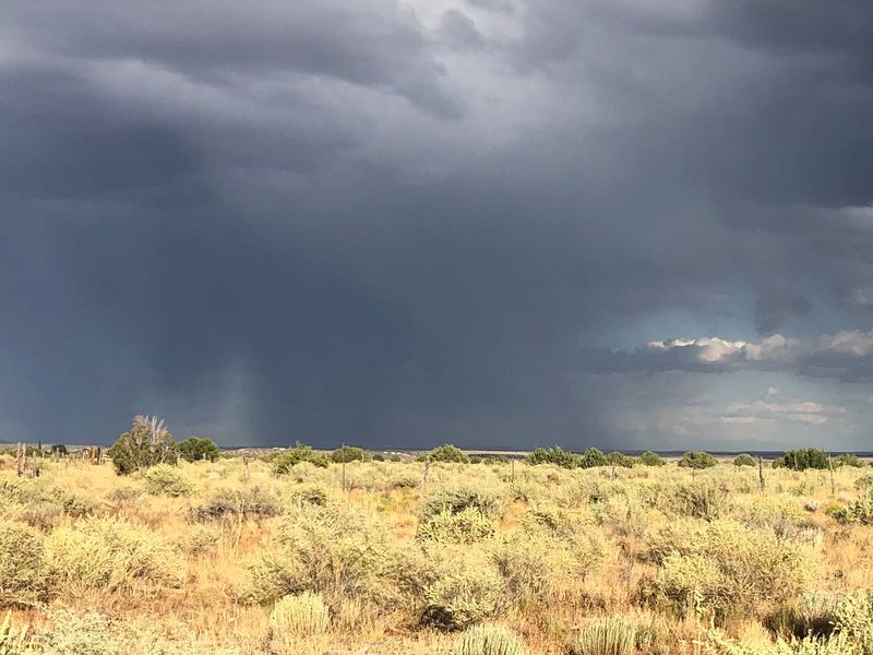 A Landscape That Blends Pines With Open Plateau